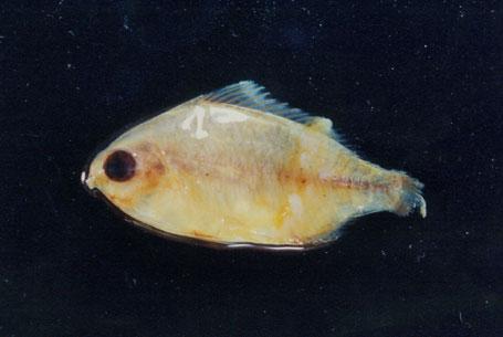 紅尾銀鱸( em Gerres erythrourus  /em )