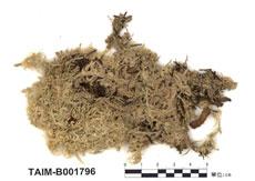 中文名：泥炭蘚屬 (B001796)學名： em Sphagnum centrale C. Jens. Ex Arnell. /em 