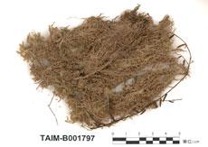 中文名：泥炭蘚屬 (B001797)學名： em Sphagnum warnstorfii Russ. /em 
