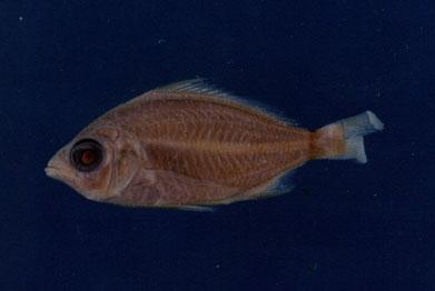 奧奈鑽嘴魚( em Gerres oyena  /em )