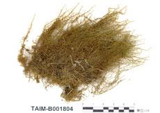 中文名：大葉濕原蘚 (B001804)學名： em Calliergon giganteum (Schimp.) Kindb. /em 