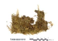 中文名：鉤葉羽蘚 (B001810)學名： em Thuidium recognitum (Hedw.) Lindb. /em 