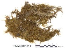 中文名：大鐮刀蘚 (B001811)學名： em Drepanocladus exannulatus (B.S.G.) Warnst. /em 