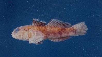 點帶叉舌鯊( em Glossogobius olivaceus  /em )