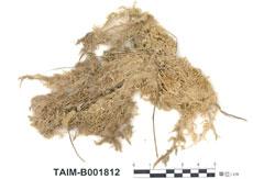 中文名：泥炭蘚屬 (B001812)學名： em Sphagnum centrale C. Jens. Ex Arnell. /em 