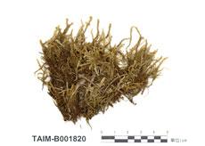 中文名：沼澤皺蒴蘚 (B001820)學名： em Aulacomnium palustre (Hedw.) Schwaegr. /em 