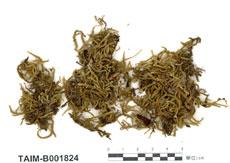 中文名：尖葉菘蘿蘚 (B001824)學名： em papillaria crocea (Hampe) Jaeg. /em 
