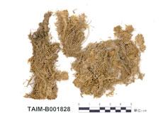 中文名：泥炭蘚屬 (B001828)學名： em Sphagnum angustifolium (C. Jens.) C. Jens. /em 