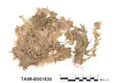 中文名：中位泥炭蘚 (B001830)學名： em Sphagnum magellanicum Brid. /em 