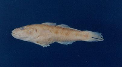 極樂蝦虎( em Rhinogobius giurinus  /em )