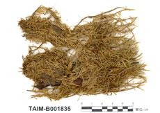 中文名：毛青蘚 (B001835)學名： em Tomenthypnum nitens (Hedw.) Loesk. /em 