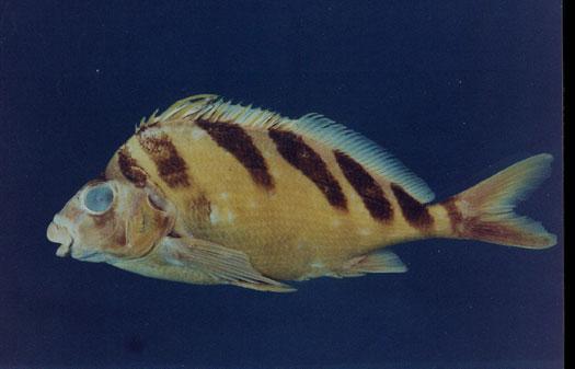 斑馬帶 魚翁( em Goniistius zebra  /em )