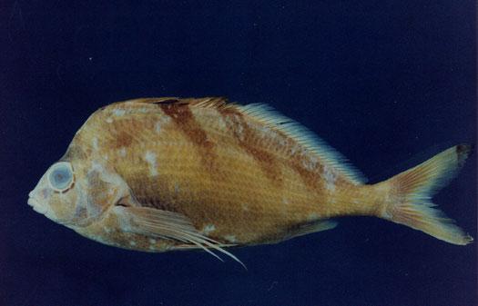 斑馬帶 魚翁( em Goniistius zebra  /em )