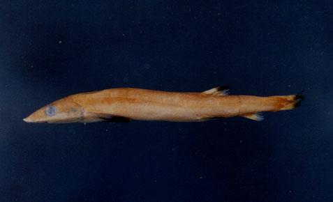 鼠鱚( em Gonorynchus abbreviatus  /em )