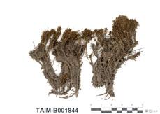 中文名：仙鶴蘚 (B001844)學名： em Atrichum undulatum (Hedw.) P. Beauv. /em 