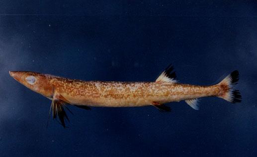鼠鱚( em Gonorynchus abbreviatus  /em )