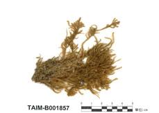 中文名：卵葉美喙蘚 (B001857)學名： em Eurhynchium striatum (Hedw.) Schimp. /em 