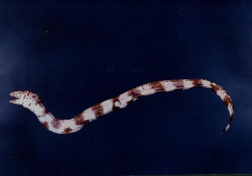 疏條紋裸胸鯙( em Gymnothorax reticularis  /em )