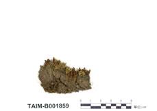 中文名：大帽蘚屬 (B001859)學名： em Encalypta streptocarpa Hedw. /em 