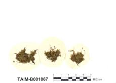 中文名：密枝長喙蘚 (B001867)學名： em Rhynchostegium confertum (Dicks.) Br. Et Sch. /em 