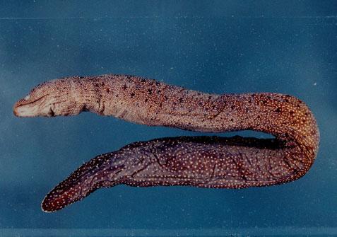 黴身裸胸鯙( em Gymnothorax eurostus /em )