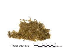 中文名：鈍葉疣柄蘚 (B001870)學名： em Scleropodium tourotii (Brid.) L. Koch. /em 