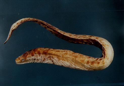 雷福氏裸胸鯙( em Gymnothorax reevesii  /em )