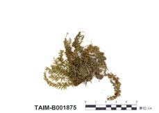 中文名：波葉提燈蘚 (B001875)學名： em Mnium undulatum Hedw. /em 
