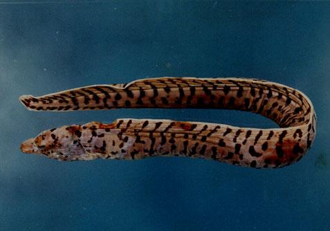 花鰭裸胸鯙( em Gymnothorax fimbriatus  /em )