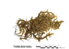 中文名：波葉平蘚 (B001883)學名： em Neckera crispa Hedw. /em 