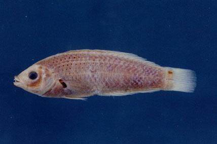 黑腕海豬魚( em Halichoeres melanochir  /em )