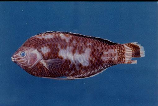 緣鰭海豬魚( em Halichoeres marginatus  /em )