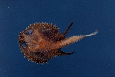 棘茄魚( em Halieutaea stellata  /em )
