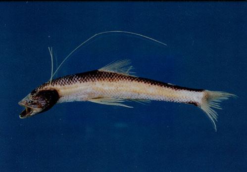 小眼深海狗母魚( em Bathypterois atricolor  /em )