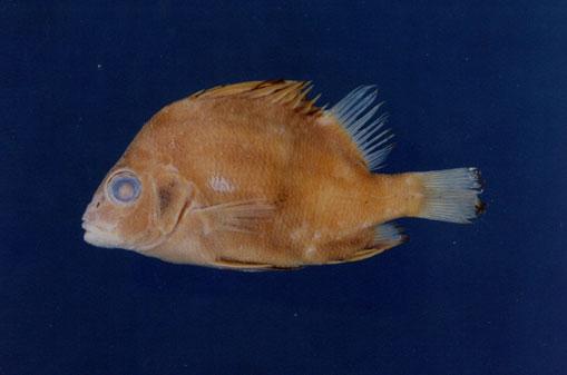 橫帶髭鯛( em Hapalogenys mucronatus  /em )