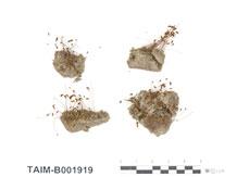 中文名：葫蘆蘚屬 (B001919)學名： em Funaria flavicans Mx. /em 
