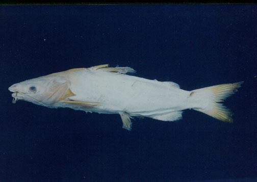 絨海鲶( em Arius velutinus  /em )