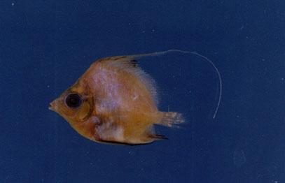 白吻雙帶立旗鯛( em Heniochus acuminatus  /em )