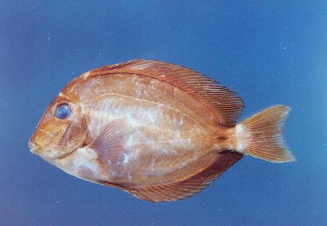 布氏刺尾魚( em Acanthurus blochii  /em )
