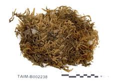 中文名：塔蘚 (B002238)學名： em Hylocomium splendens (Hedw.) B. S. G. /em 