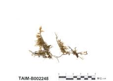 中文名：擬木毛蘚 (B002248)學名： em Pseudospiridentopsis horrida /em 