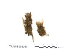 中文名：葉青毛蘚 (B002267)學名： em Dicranodontium uncinatum (Harv.) Jaeg /em 