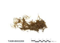 中文名：小蔓蘚 (B002269)學名： em Meteoriella soluta (Mitt.) Okam. /em 