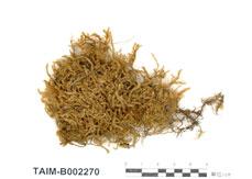 中文名：臺灣綠鋸蘚 (B002270)學名： em Duthiella formosana Nog. /em 