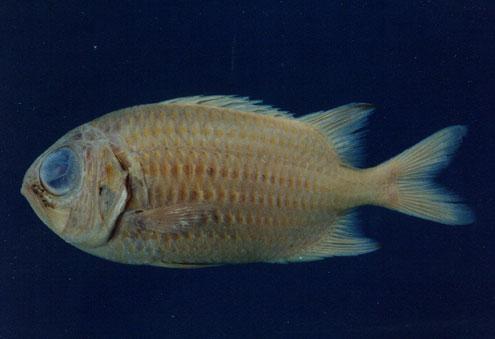 博氏鋸鱗魚( em Myripristis botche  /em )