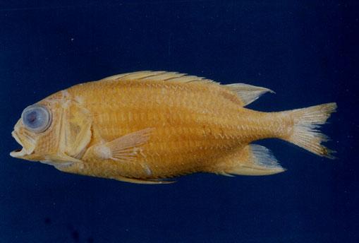 刺棘鱗魚( em Sargocentron spinosissimum /em )