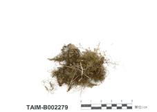 中文名：絨苔 (B002279)學名： em Trichocolea tomentella /em 