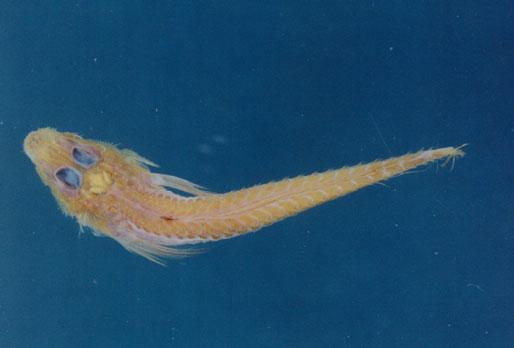 郎氏針鯒( em Hoplichthys langsdorfii  /em )