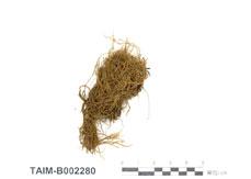 中文名：齒鞭廣萼苔 (B002280)學名： em Chandonanthus hirtellus /em 
