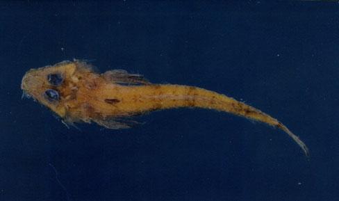 郎氏針鯒( em Hoplichthys langsdorfii  /em )